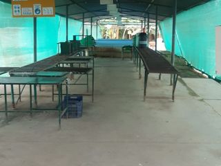Foto 2 de OPORTUNIDAD DE INVERSIÓN AGRÍCOLA EN  PLENA PRODUCCIÓN – QUERECOTILLO, PIURA