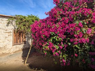Foto 4 de 🌺 Tu refugio soñado de 1100m2 en el corazón del valle de Pachia-Tacna 🏡🌳🌱 Casa de campo