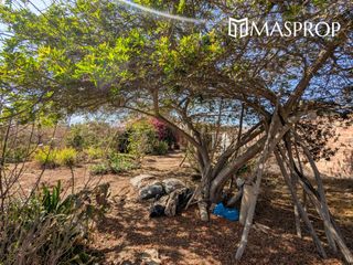 Foto 42 de 🌺 Tu refugio soñado de 1100m2 en el corazón del valle de Pachia-Tacna 🏡🌳🌱 Casa de campo
