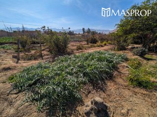 Foto 46 de 🌺 Tu refugio soñado de 1100m2 en el corazón del valle de Pachia-Tacna 🏡🌳🌱 Casa de campo