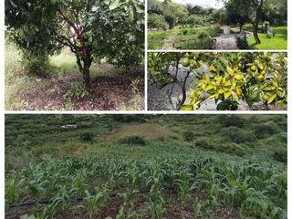 Foto 7 de Casa en Limatambo ideal para Hotel o Airbnb + Cultivos de Palta, Limón y más