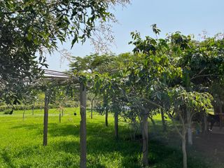 Foto 5 de Alquiler Casa De Campo En Chincha Baja