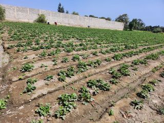 Foto 3 de Amplio Terreno En Sector La Campiña, Santa María, Huacho 🌄
