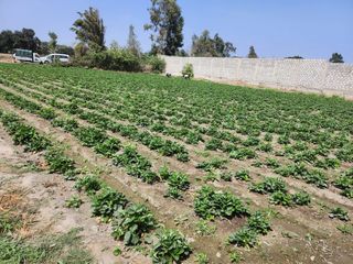 Foto 6 de Amplio Terreno En Sector La Campiña, Santa María, Huacho 🌄