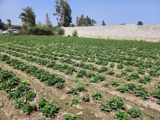 Foto 12 de Amplio Terreno En Sector La Campiña, Santa María, Huacho 🌄