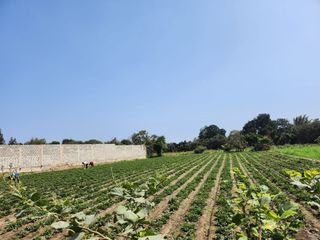 Foto 13 de Amplio Terreno En Sector La Campiña, Santa María, Huacho 🌄