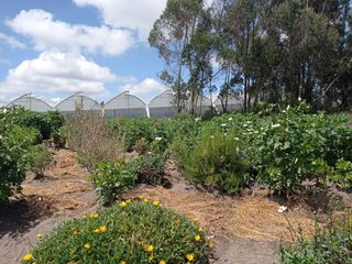 Foto 12 de AMPLIO TERRENO AGRICOLA Y PECUARIO EN VENTA COTOPAXI ECUADOR