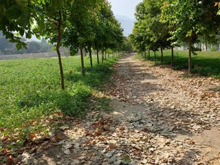 Foto 3 de 🌞 ¡OPORTUNIDAD IMPERDIBLE EN CIENEGUILLA! 🌳💧