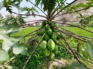 Foto 2 de 🌞 ¡OPORTUNIDAD IMPERDIBLE EN CIENEGUILLA! 🌳💧