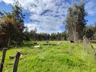 Foto 4 de VENDO TERRENO LA COMUNA -PINTAG