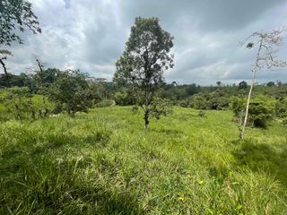 Foto 2 de 6 Hectáreas en venta, cerca de San Miguel de Los Bancos,  vía Los Andes, con fuentes de agua.