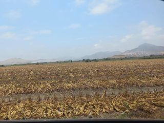 Foto 6 de (V) VENDO PANAMERICANA NORTE KLM 87 CON 29,000 M2