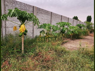 Foto 16 de SE VENDE CASA DE CAMPO DE 2000M2 EN CERRO PIETRO - SUBTANJALLA - ICA