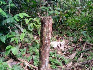 Foto 5 de DE OCASIÓN!!! TERRENO EN VENTA - CARRETERA IQUITOS NAUTA KM29