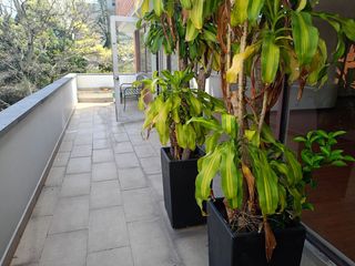 Foto 3 de arriendo  penthouse  clásico  con excelentes  espacios