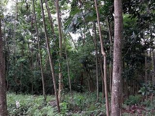 Foto 7 de 🏡 En Venta Casa de Campo en Comunidad  Quechua de Wayku -  Lamas,  Ideal para Turismo Vivencial con un Encanto Natural