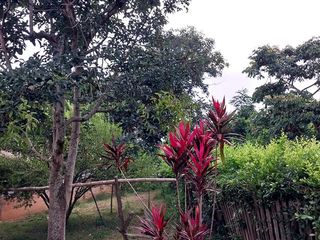 Foto 17 de 🏡 En Venta Casa de Campo en Comunidad  Quechua de Wayku -  Lamas,  Ideal para Turismo Vivencial con un Encanto Natural