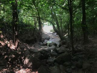 Foto 4 de ¡Descubra el Paraíso Escondido en Chazuta, Tarapoto: Un Terreno de 68 Hectáreas con Potencial Ilimitado!