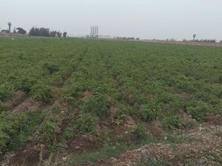 Foto 2 de TERRENO DE 45,000 M2 KM 84 PANAMERICANA NORTE VENDO