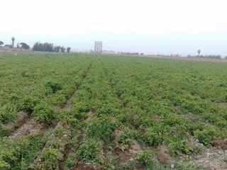 Foto 4 de TERRENO DE 45,000 M2 KM 84 PANAMERICANA NORTE VENDO