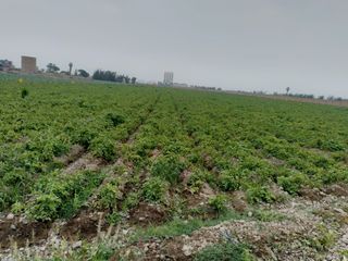 Foto 3 de TERRENO DE 45,000 M2 KM 84 PANAMERICANA NORTE VENDO