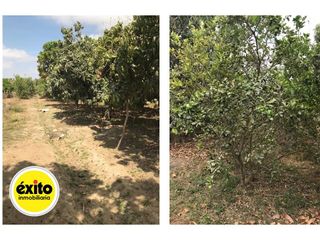 Foto 9 de GRAN VENTA DE TERRENO EN CIENEGUILLO