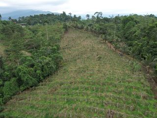 Venta de finca de 5 Hectareas en producción de pitahaya, cacao, sector Pedro Vicente Maldonado