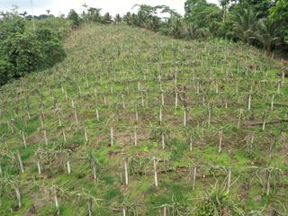 Venta de finca de 5 Hectareas en producción de pitahaya, cacao, sector Pedro Vicente Maldonado