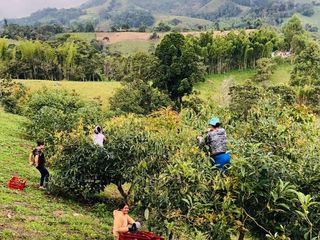 Foto 26 de BUGA, VIA PUENTE TIERRA, SE VENDE FINCA CAMPESTRE CON PRODUCCION