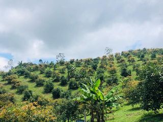Foto 16 de BUGA, VIA PUENTE TIERRA, SE VENDE FINCA CAMPESTRE CON PRODUCCION