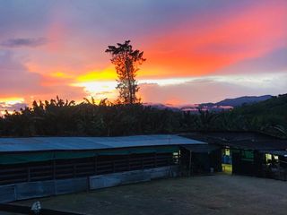 Foto 7 de BUGA, VIA PUENTE TIERRA, SE VENDE FINCA CAMPESTRE CON PRODUCCION