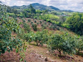 Foto 25 de BUGA, VIA PUENTE TIERRA, SE VENDE FINCA CAMPESTRE CON PRODUCCION
