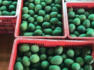 Foto 18 de BUGA, VIA PUENTE TIERRA, SE VENDE FINCA CAMPESTRE CON PRODUCCION