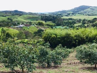 Foto 21 de BUGA, VIA PUENTE TIERRA, SE VENDE FINCA CAMPESTRE CON PRODUCCION