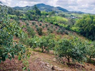 Foto 17 de BUGA, VIA PUENTE TIERRA, SE VENDE FINCA CAMPESTRE CON PRODUCCION