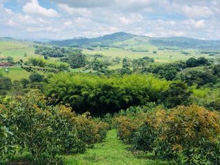 Foto 19 de BUGA, VIA PUENTE TIERRA, SE VENDE FINCA CAMPESTRE CON PRODUCCION