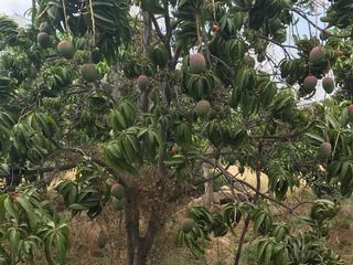 Foto 1 de GRAN VENTA DE TERRENO EN CIENEGUILLO