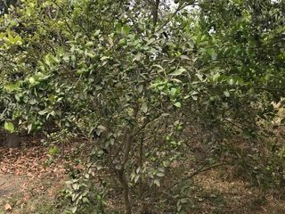 Foto 6 de GRAN VENTA DE TERRENO EN CIENEGUILLO