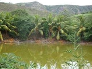 Foto 10 de Terrenos en Amazonas 7 has con agua y 15 has sin agua con Noni en Producción