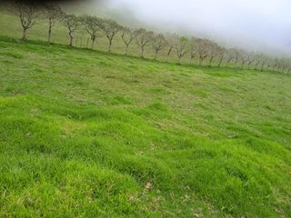 Foto 6 de Oportunidad, Venta de Finca en Alambi, Parroquia Nono Precio $239.000 - 9.65 Ha.