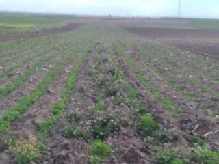 Foto 3 de Terrenos en Huancayo 20,000 m2
