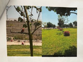 Foto 4 de VENDO PREDIO EN EL CARMEN, CHINCHA, A 2KM DE LA HACIENDA SAN JOSÉ