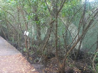 Foto 4 de Terreno a lado de laguna Las Ninfas , isla Santa Cruz