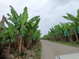 Bananera en venta, prov. de Los Rios