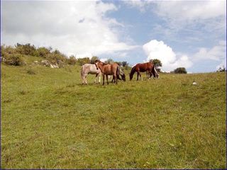 Foto 1 de ¡Gran Oportunidad de Inversión en Chumbivilcas, Cusco! 🌄