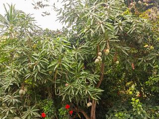 Foto 5 de Venta de Finca Pequeña en Portoviejo Manabi