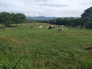 Foto 3 de VENDO o PERMUTO TERRENO  CAMPESTRE RICAURTE VEREDA LLANO DEL POZO