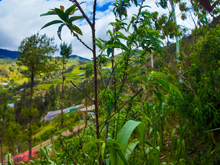 Casa de campo en venta, Sector Canton Guachapala