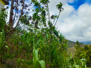 Casa de campo en venta, Sector Canton Guachapala