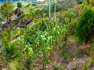 Casa de campo en venta, Sector Canton Guachapala